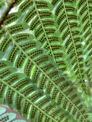 Cyathea cooperi