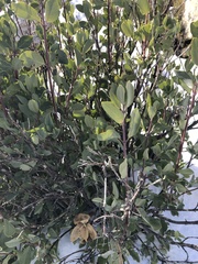Arctostaphylos glandulosa