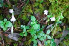 Linnaea borealis longiflora
