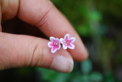 Linnaea borealis longiflora