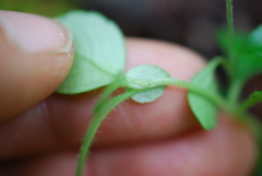 Linnaea borealis longiflora