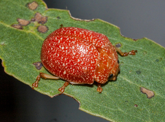 Paropsis lownei
