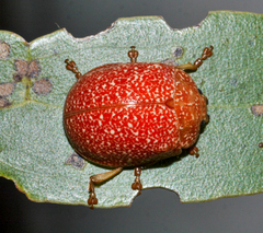 Paropsis lownei