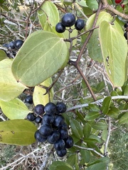 Smilax auriculata