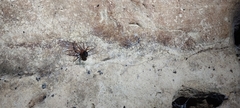 Loxosceles yucatana
