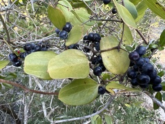 Smilax auriculata