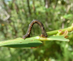 Pholodes sinistraria