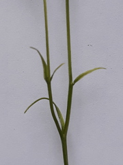 Gagea triflora