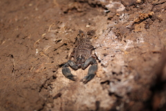 Hormurus
