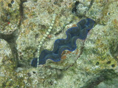 Tridacna crocea