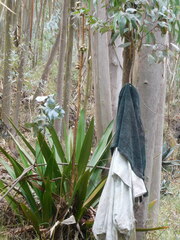 Furcraea andina
