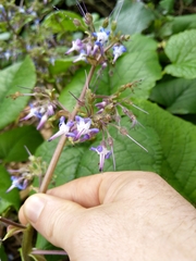 Trachystemon orientalis