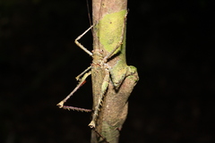 Phricta spinosa