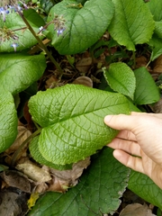 Trachystemon orientalis
