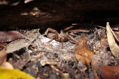 Selenocosmiinae