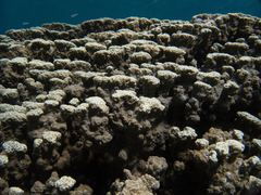 Porites rus