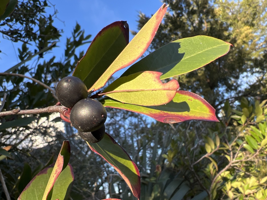 Prunus caroliniana, Doyle Ave, Pawleys Island, SC, US