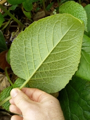 Trachystemon orientalis