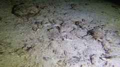 Gymnothorax albimarginatus