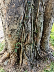 Ficus subpisocarpa