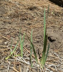 Iris missouriensis