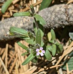 Microsteris gracilis
