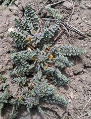 Pedicularis semibarbata