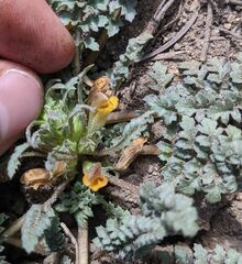 Pedicularis semibarbata