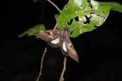 Ischyja