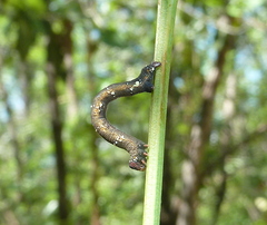 Pholodes sinistraria
