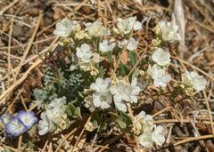 Phacelia davidsonii