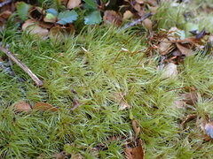 Dicranoloma robustum