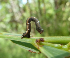 Pholodes sinistraria