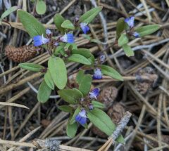 Collinsia torreyi