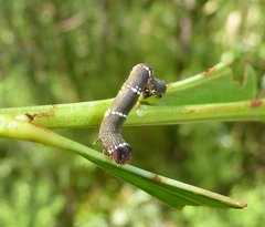 Pholodes sinistraria