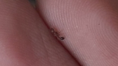 Tetramorium lanuginosum