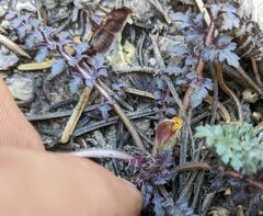 Pedicularis semibarbata