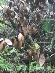 Persea borbonia