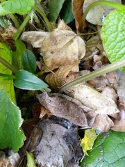 Trachystemon orientalis