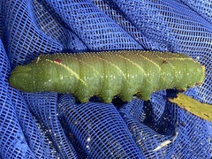 Coequosa australasiae