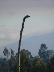 Agave cordillerensis
