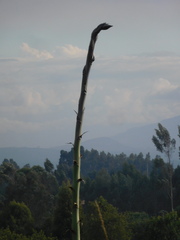 Agave cordillerensis