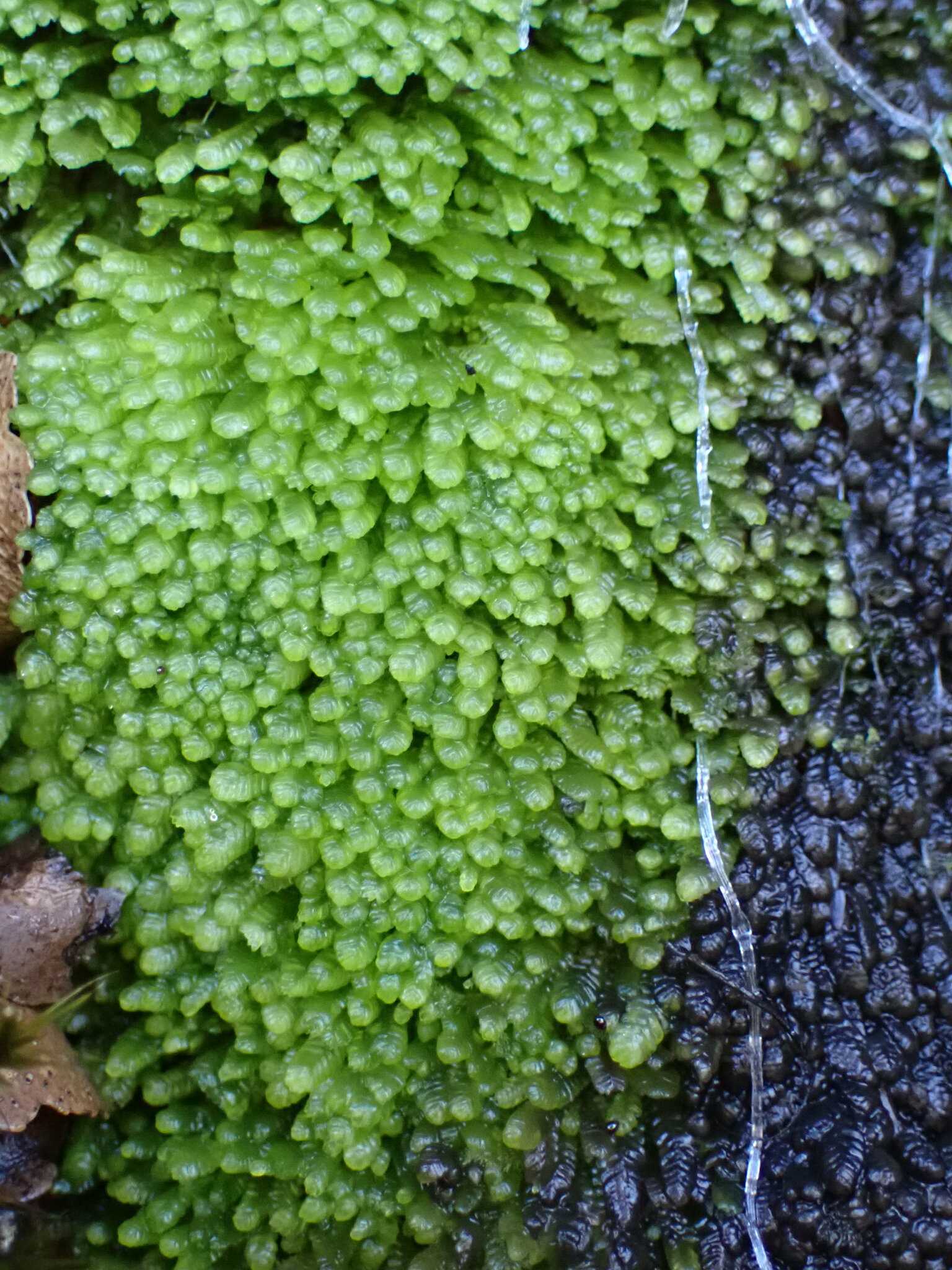 Lembidium nutans