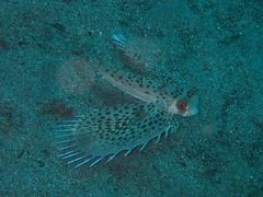 Dactyloptena orientalis