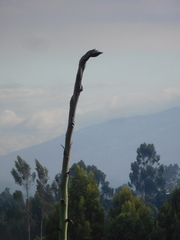 Agave cordillerensis