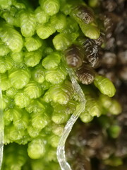 Lembidium nutans
