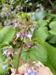 Trachystemon orientalis
