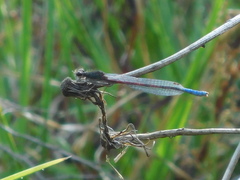 Oxyallagma dissidens