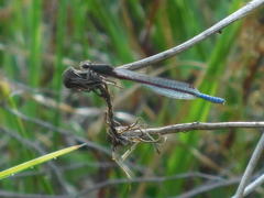 Oxyallagma dissidens