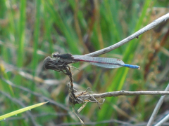 Oxyallagma dissidens